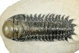 Detailed Crotalocephalina Trilobite - Exposed Hypostome #249770-3